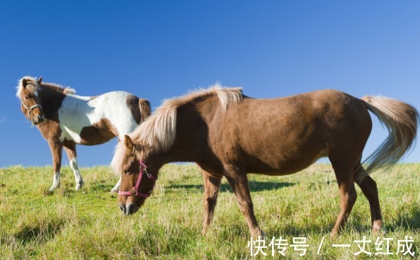 腾飞|8月20-8月29日，好运回归的生肖，贵人相助，晦气全消，事业腾飞