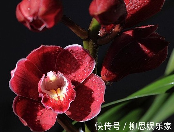 叶片|养大花蕙兰，盆里来点“壳”，花多、叶片绿，一开就是大半年