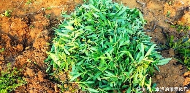 止血|农村的这种野菜,农村人经常用它来止血,却不知还有抗癌的功效