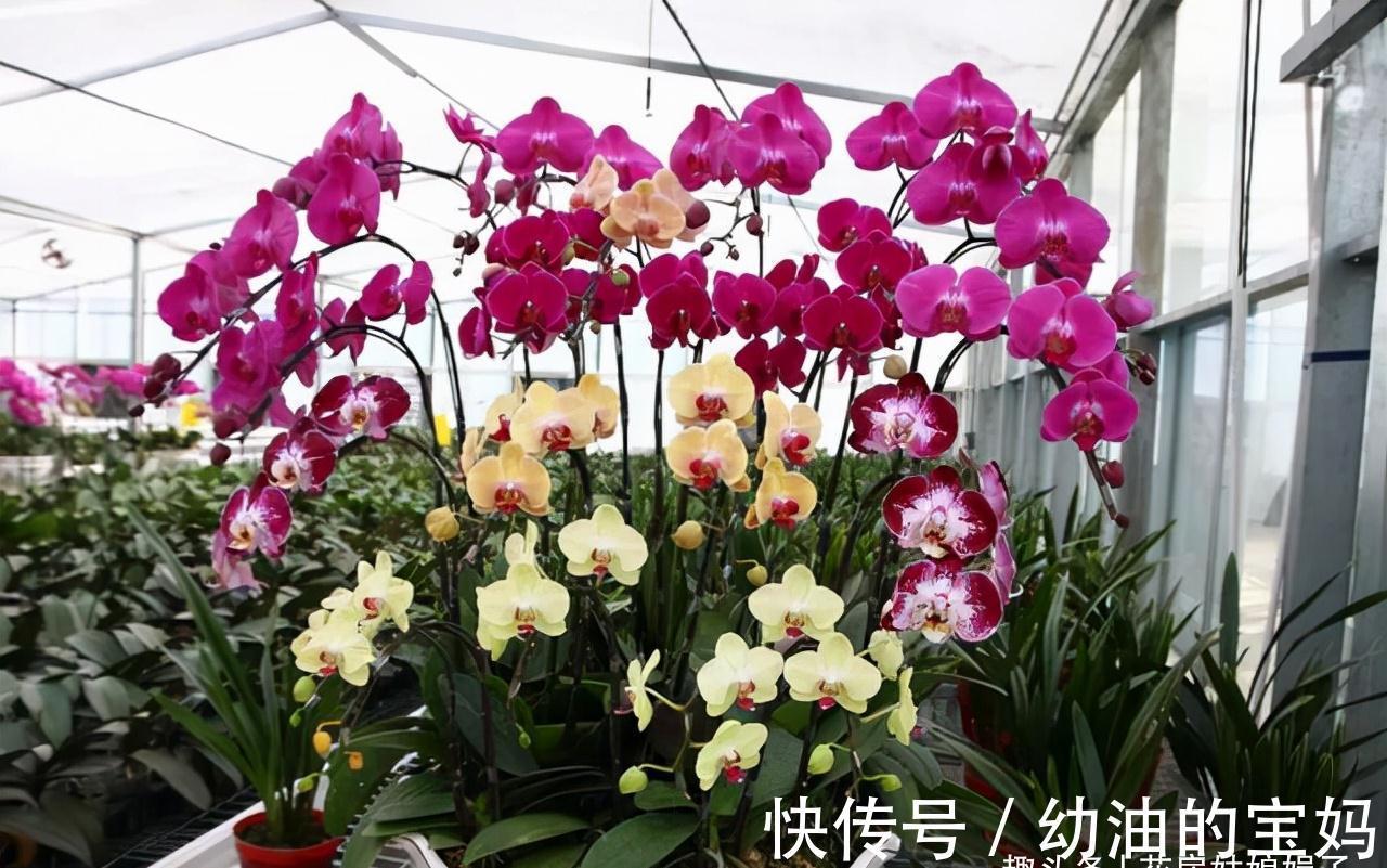 买花时不要合了眼缘就买回家，这8种花不好养，新手还是放弃吧