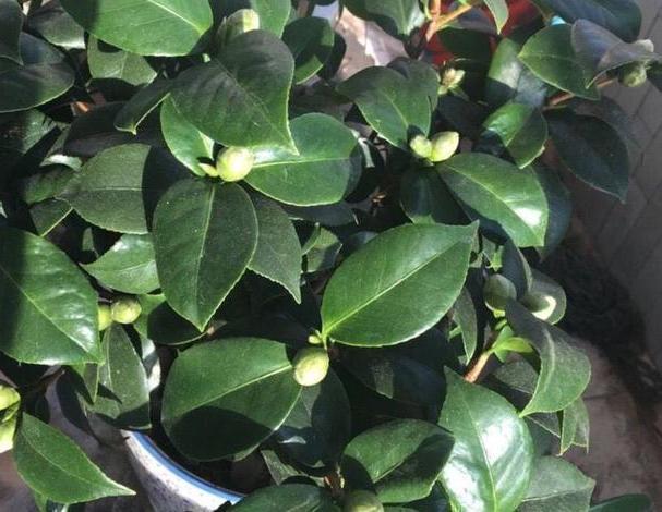 养茶花、杜鹃花,不懂得这4方面需求,盆栽成活、开花难度极高