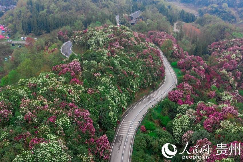 一路繁花似锦 百里杜鹃花开