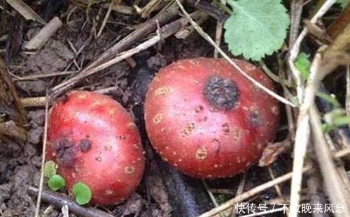 保护|女人常吃此物,保护卵巢,子宫越来越健康!看见一定要摘回家!