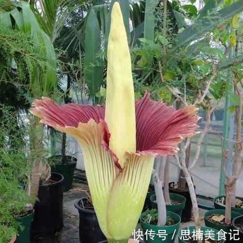 8种贵货花,见过的人真不多,见过3种就是“见多识广”