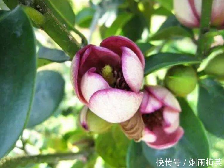 4种花是花卉中的劳模,开花一簇簇,好养又漂亮,对待新手很友好