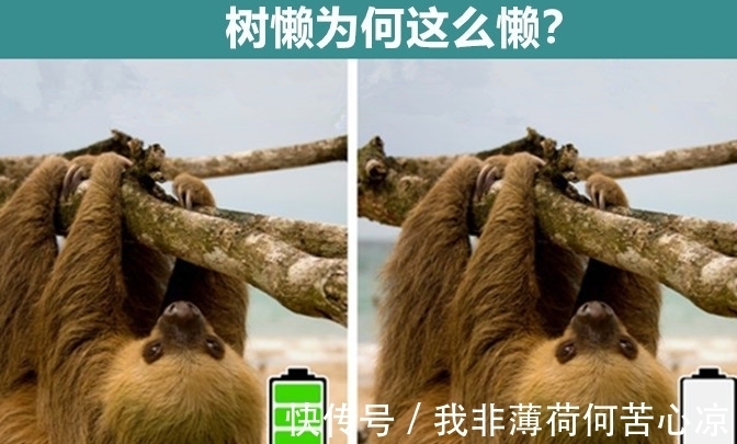 刺猬|一年不洗澡会怎么样?细数:让学霸也未必能回答上来的9个问题