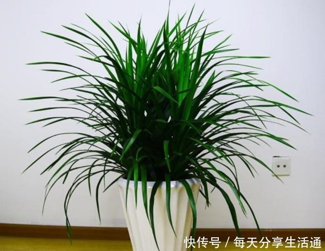 冬天在室内养1种“绿树”，既美观又大方，改善空气质量！