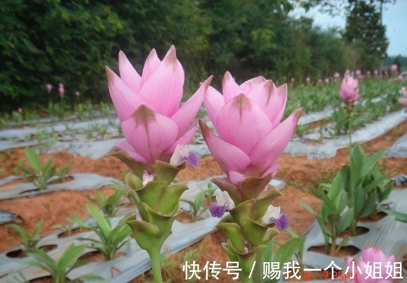 姜荷花|一块“大生姜”,开满粉荷花,家里养一盆,仙气飘飘,开花100天