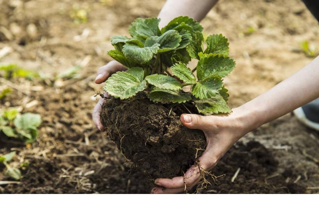  浇水|在冬天不光要将盆栽搬到家里，这4点也要注意，否则仍然会枯萎