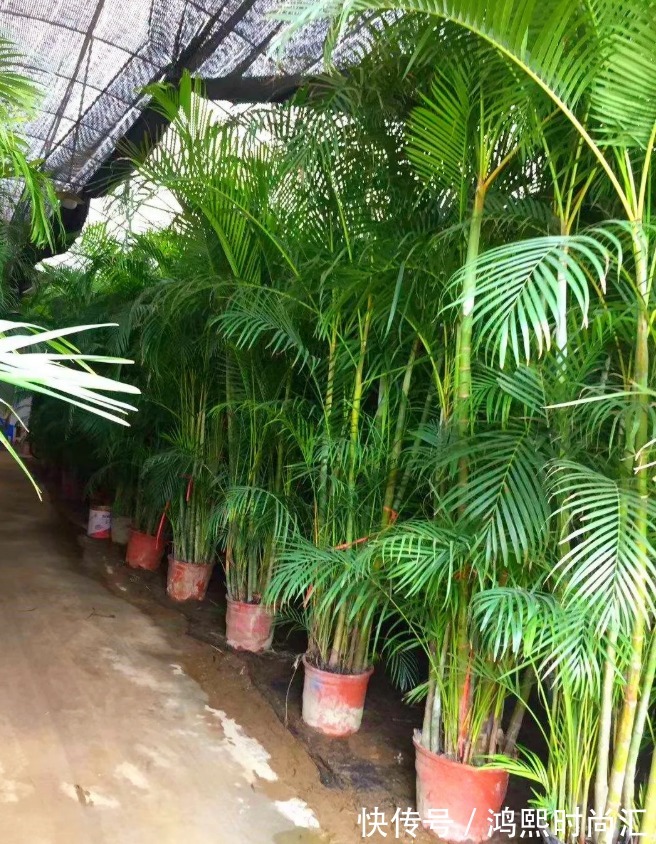 10种花越高越值钱,能长到2米,大高个霸气镇宅!