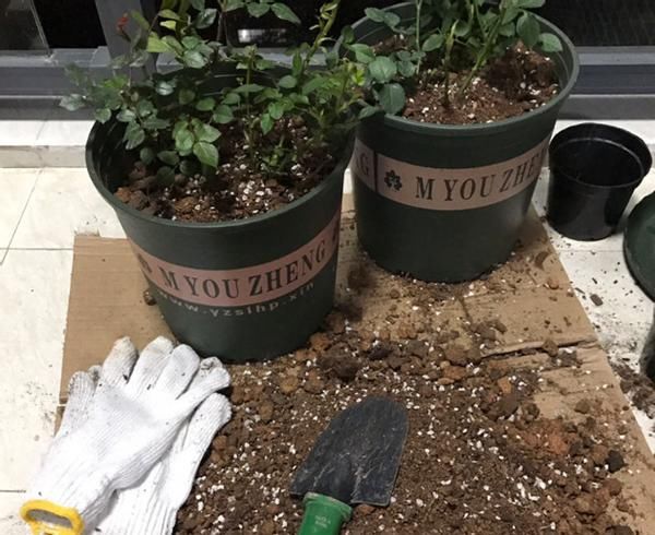 养花为什么要换盆，什么时候换盆，怎么换盆才合适？