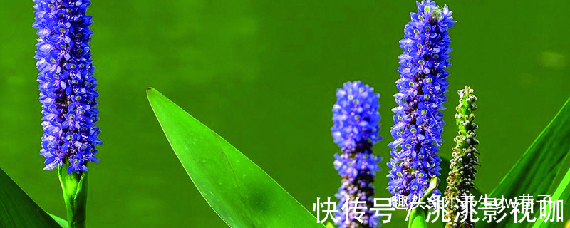 喜欢养花,不如养盆梭鱼草,艳丽,幽香,妩媚动人