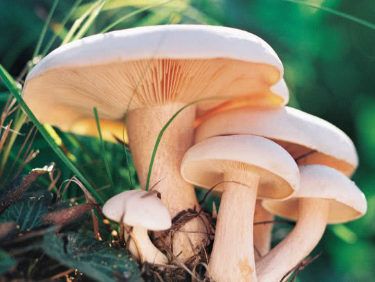 糖尿病患者|把糖尿病“吃回去”3种食物胜过胰岛素，常吃血糖“一落千丈”