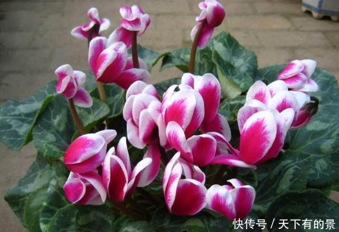 12月底买这5种花最合适,不仅能省钱,而且春节刚好开爆盆!