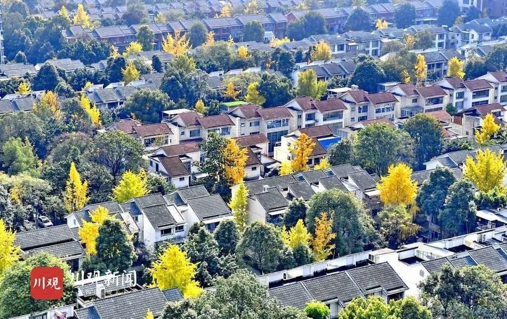  组图|组图｜成都冬日暖阳照出“油画风景”