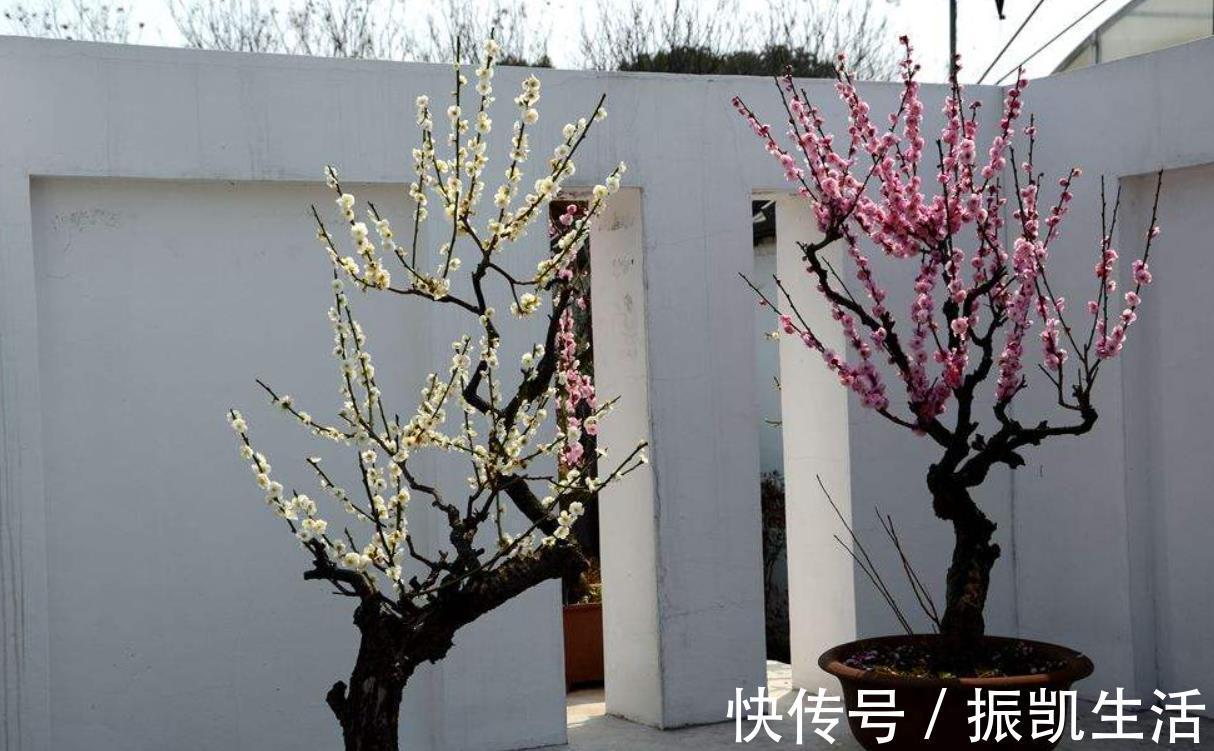 叶片|5种花冬天再冷也不怕，年前搬进室内，过年就开花，喜庆又漂亮！