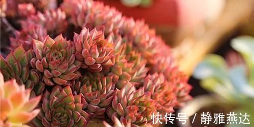 浇水|多肉植物中的爆盆之王女雏，人称小荷花，出了状态美得令人陶醉
