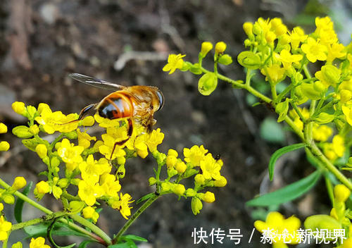 生肖狗|小三最惹不起的三大生肖女，天生足智多谋，老公都拿她没办法