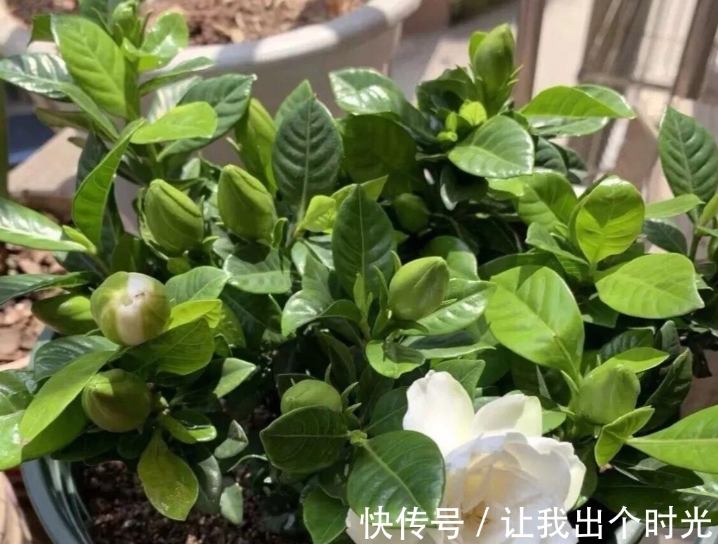 栀子花真难养？避开“3不要”，挤满大花苞，冬天也开爆