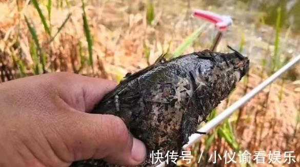 不试试这几招，你永远不知黑鱼有多好钓！天气越热越管用