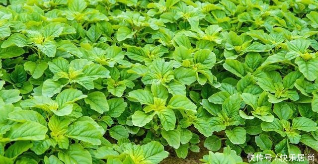 春天的农村里有这40种山珍野菜图片，让你轻松辨别山珍野菜