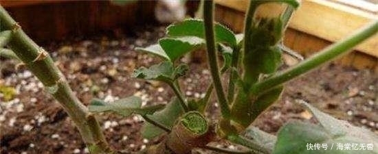 春天把盆栽这5个地方“剪光光”，才能花开不断！