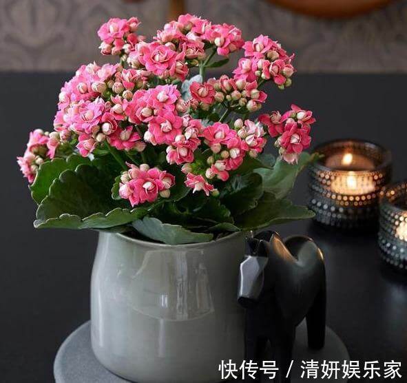 浇水|夏天32度，长寿花进入休眠期，这个“动作”别做，安全度过休眠期