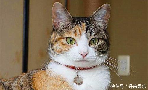流浪猫被警局奖励别墅只因捕鼠能力出众，猫咪全靠本事吃饭