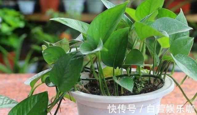 养分|天冷了,给绿萝补点“营养”,整个冬天叶子绿油油