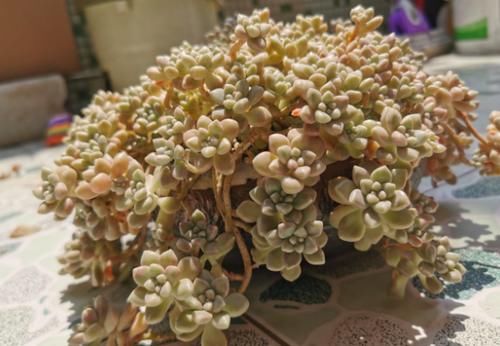 新手养多肉植物，春天牢记3个字，根不烂，个个胖嘟嘟