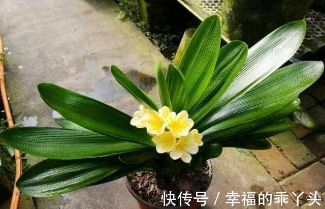 看看你养的君子兰到底属于哪个品种，如果不知道那就来看看吧