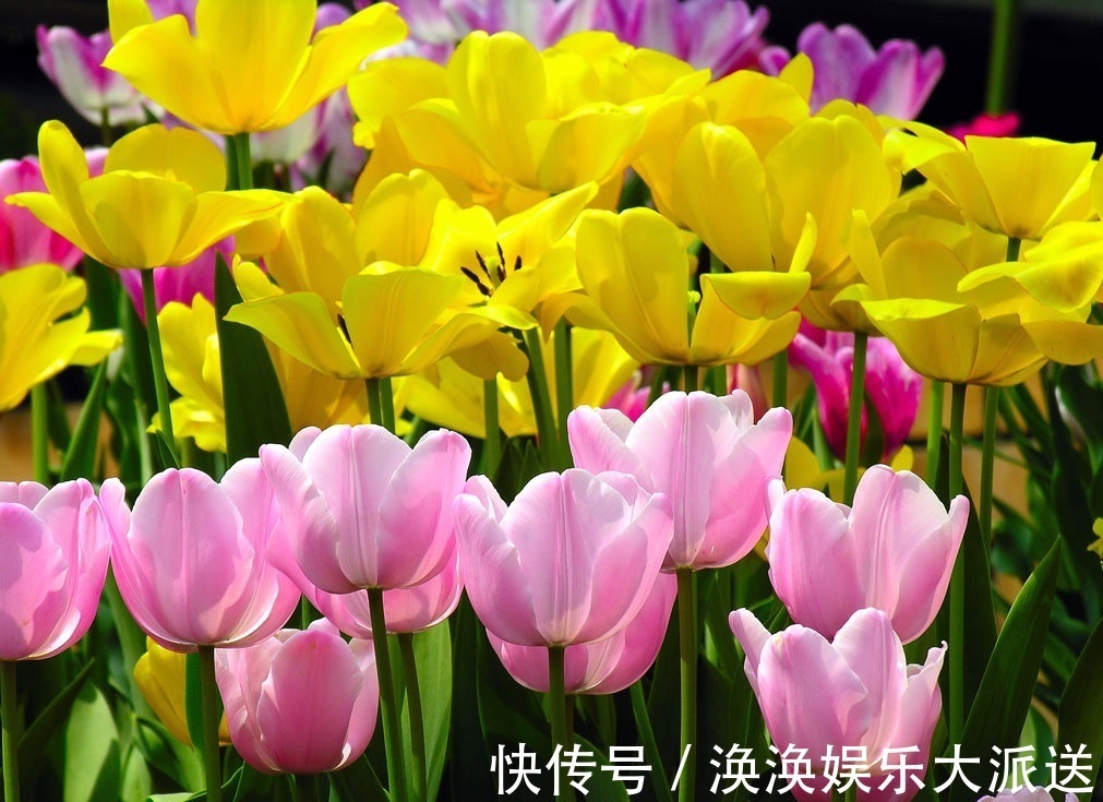 此花是一种爱情的花,有着很多的花色,也是永恒的爱情