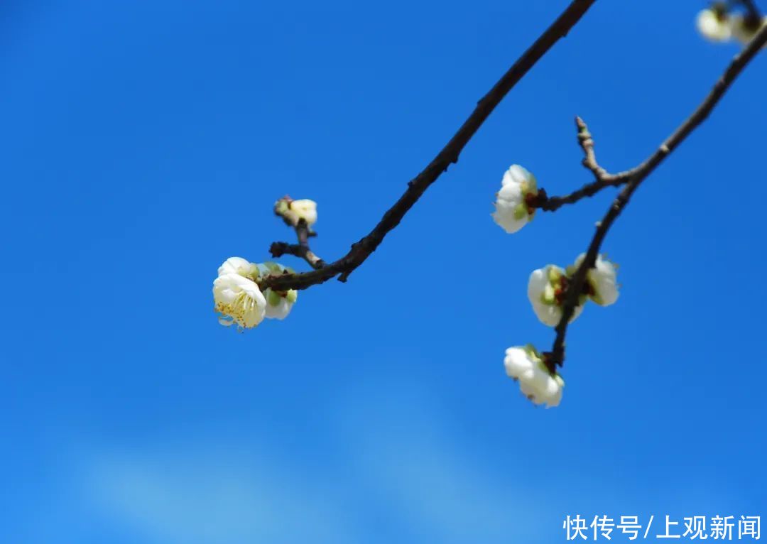 走进|梅开五福！普陀这里简直“美爆了”