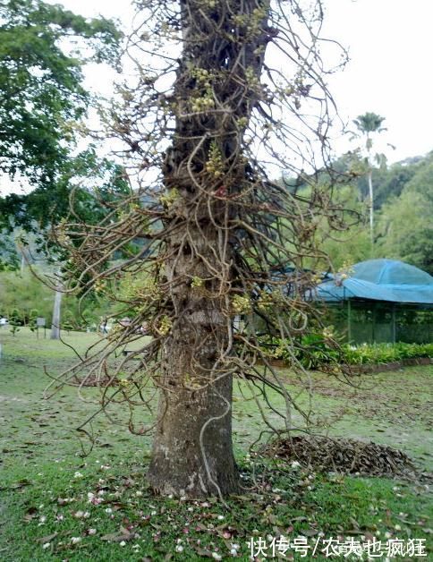 5种有剧毒的树木，吃不得碰不到，遇到要“绕道走”，认识不吃亏