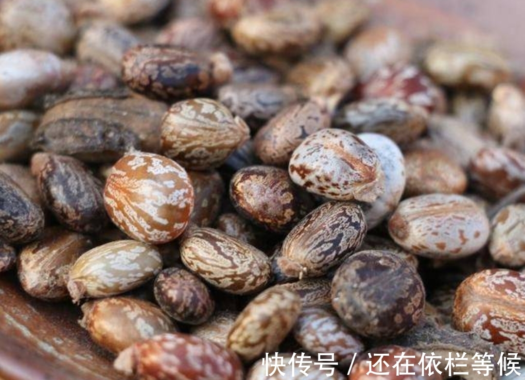 毒药|农村常见的蓖麻,却是暗杀界完美毒药,很多人小时候吃过玩过
