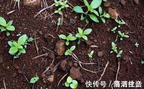 装修|老婆用装修时剩下的“小东西”,埋在花盆里面,花就没有黄过叶