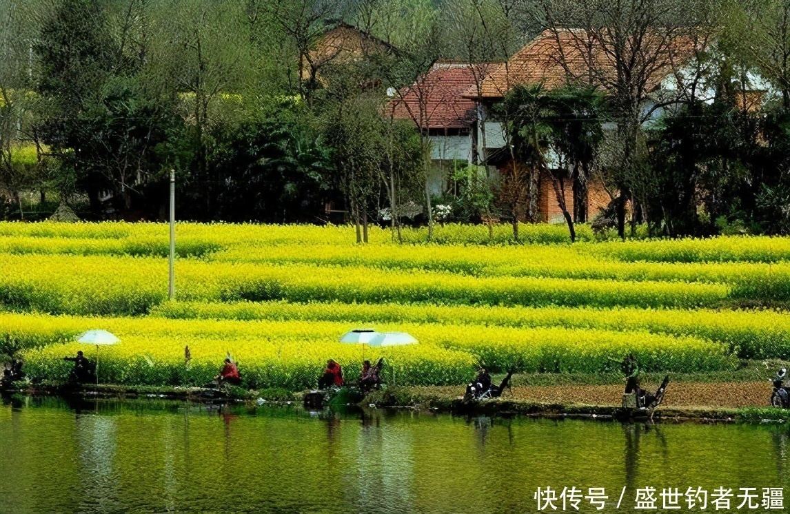 野钓鲫鱼鲤鱼,明确用饵思路,轻松应对春季任何鱼情——盛世三渔