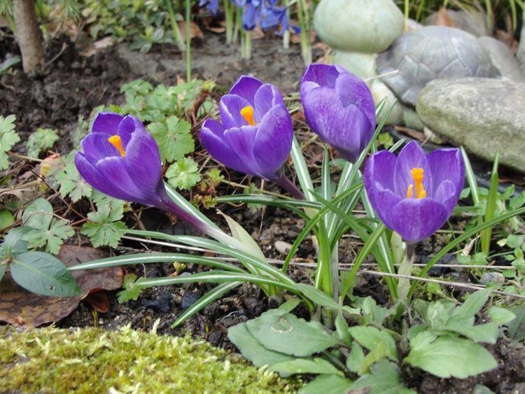 属相五行|11月开始好运跑不了，添喜添财，再不愁眉苦脸的四大生肖