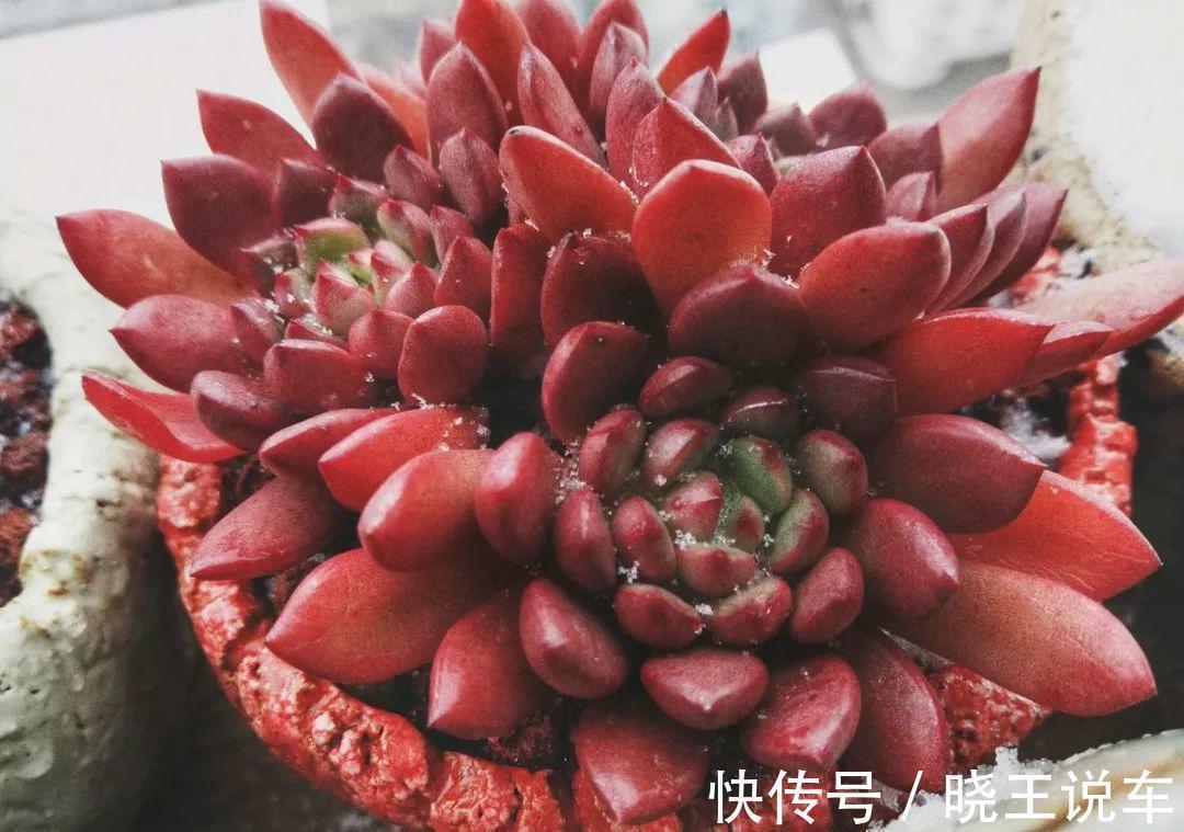 园艺新人小白可放心盆栽的多肉植物:红宝石,漂亮又好活