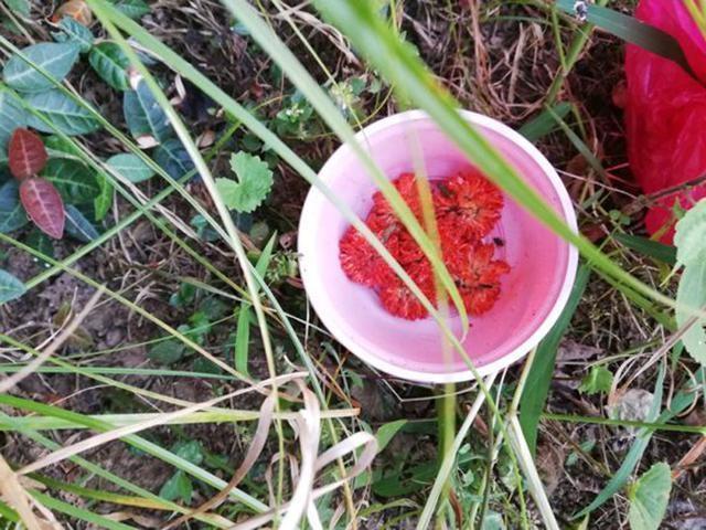 这东西常被用来喂猪,却是钓草鱼的“神饵”,在某些水域有奇效