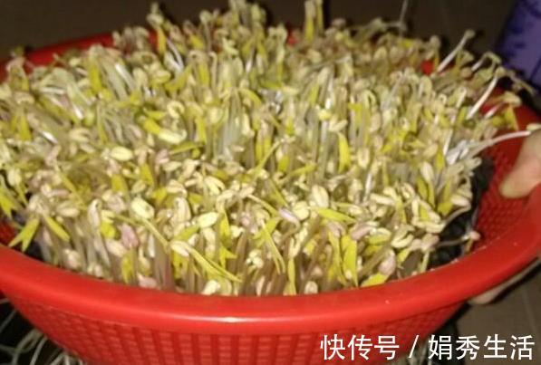 容器|在家发豆芽，4天就能吃，方法教给你，制作简单，好吃营养又卫生