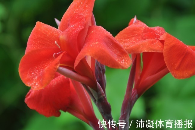 此花是一种生命力顽强的花,代表着坚实的未来,是拼搏的精神