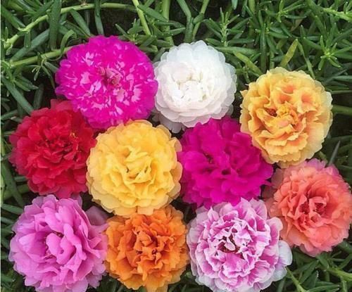 花期|4种花看一眼就难忘，楚楚动人，花期超长，给你一片花海！