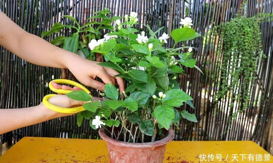枝头|茉莉只长枝条不开花，记住3个养护小技巧，枝头开满花朵