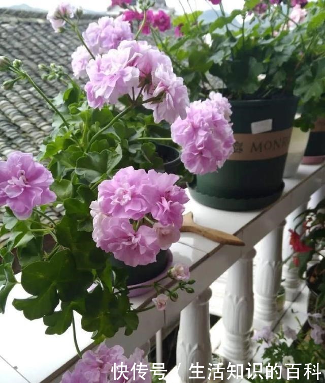 想省心就养这些花,没有病虫害,就爱开花!想省心就养这些花,没有病虫害,就爱开花!