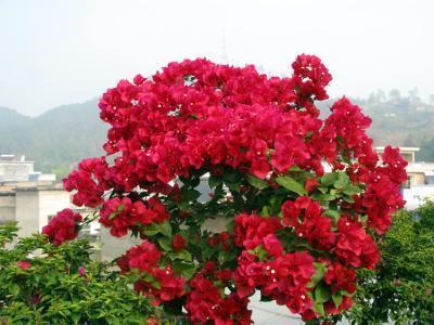 爆花|养了5年三角梅,从不控水,依然爆花,教你两招,一茬接着一茬开