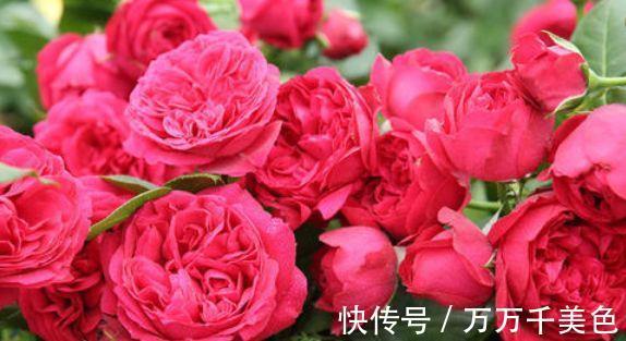 花色|农历7月29日开始,养花养个耐看的,好养易开花,花色繁多易爆盆