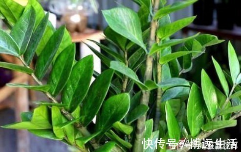 自带“财气”的3种花,家里一定要养,添福添吉日子越过越红火