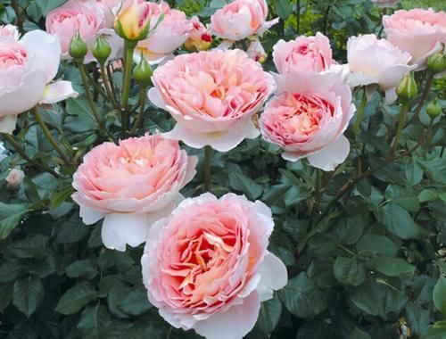 腐熟肥|庭院里的月季花长出新叶子后,这么打理才能够一茬接一茬开花