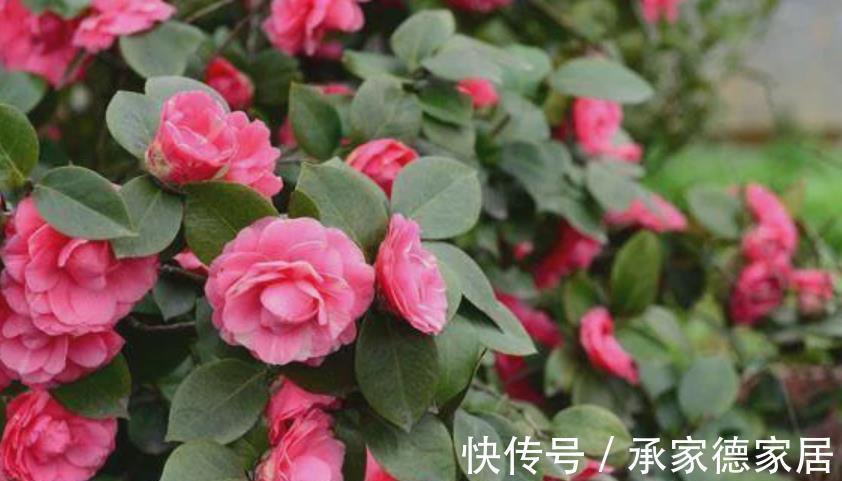 烂根|养花必备3种大补肥,专治黄叶烂根不开花,新手都来来学学